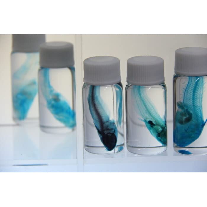 Amazon.co.jp: 透明標本 ゴンズイ skelton スケルトン クリア 透明瓶